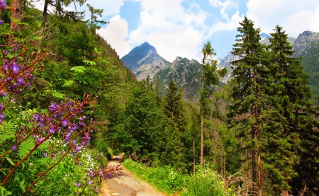 Majestic Tatras - sky, hills, trees, tatras, summer, majestic, path, peaks, nature, pathway, gorgeous, amazing, flowers, grass, cliffs