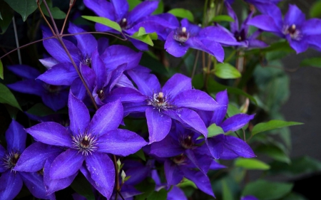 Clematis - clematis, flower, purple, green