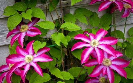 Clematis - white, green, clematis, flower, pink