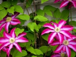 Clematis