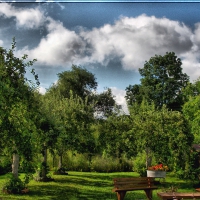 wonderful fruit trees in the backyard hdr