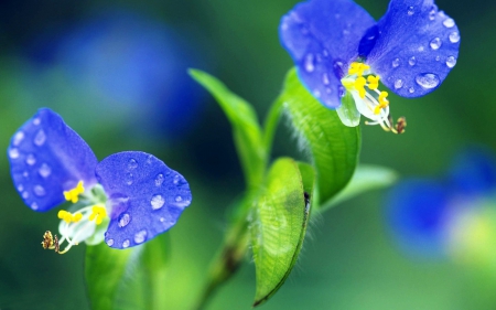 Blue - summer, flower, yellow, blue, green