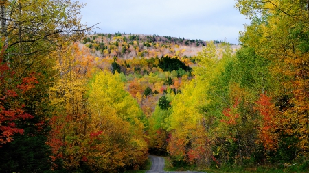 road in autumn forest - hill, autumn, forest, road