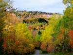 road in autumn forest