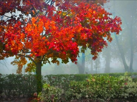 Red tree - red, tree, nature, grass