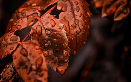 Autumn - fall, water, autumn, red, macro, drops, leaf