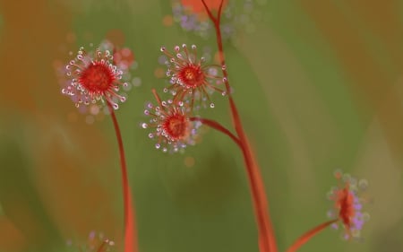 Red beauties - drop, water, dew, red, green, macro, flower