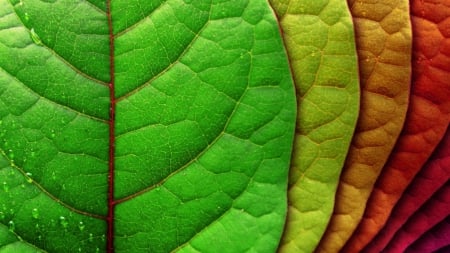 Leaves - fall, yellow, autumn, red, green, orange, leave