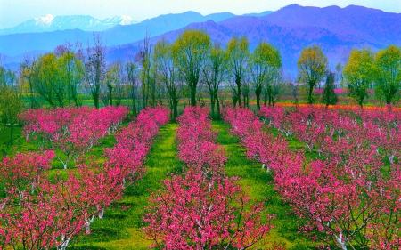 Beautiful pink trees - nature, fields, trees, pink