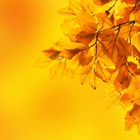 Yellow Beech Leaves!