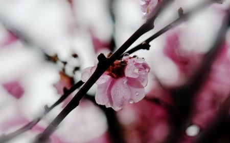 Flower - blossom, flower, tree, nature