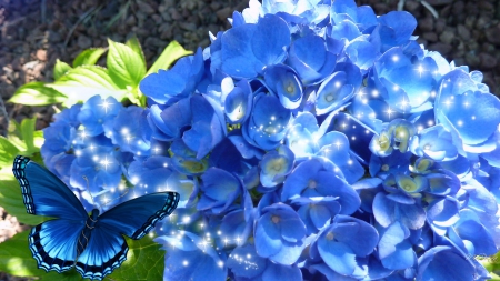 Hydrangea So Blue - sunshine, autumn, photography, hydrangea, summer, bright, fall, butterfly, blue, flowers