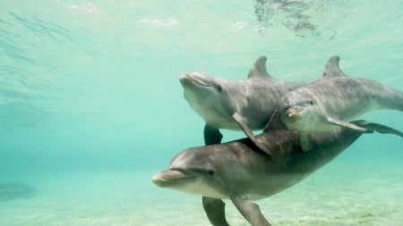 Dolphins - entertainment, animals, dolphins, cetacean, mammals, delphinidae, other