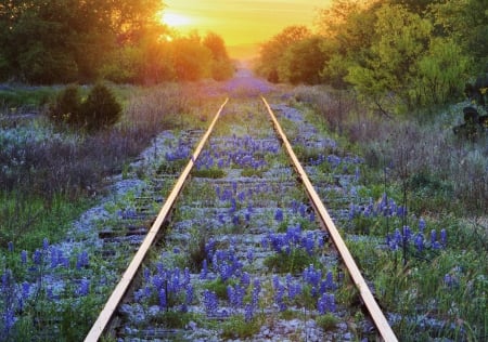 Flowers on Railway Lines California