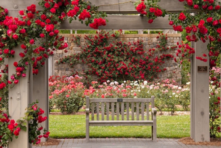 the bench in a rose garden - flowers, roses, nature, garden, bench