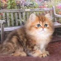 cute kitty in the garden