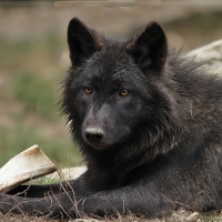 black wolf