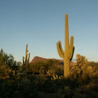 Saguaro National Park, Arizona