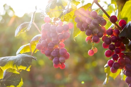 Red Grapes in Tree - morning, grapes, sunlight, red