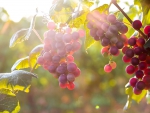 Red Grapes in Tree