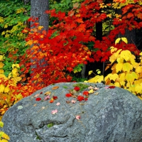 Autumn Leaves at Adirondack State Park, New York