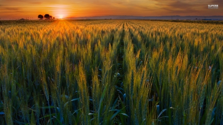 Green wheat field in sunset