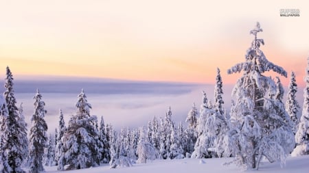 Snowy Firs - firs, season, snowy, in