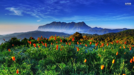 spring-in-thailand - sky, mountain, meadow, spring, east, in, nature, thailand, scenery, green, south, asia, wildflowers