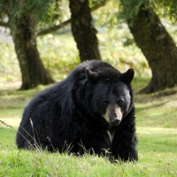 Black Bear