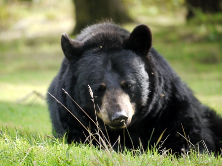 Sleepy Head - Sleepy, Woburn, Bear, Black