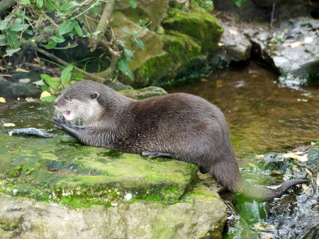 Otter - fish, woburn, meal, otter