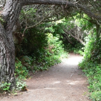 Patrick's Point State Park, California