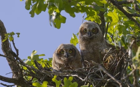 *** Owls *** - owls, birds, animal, animals