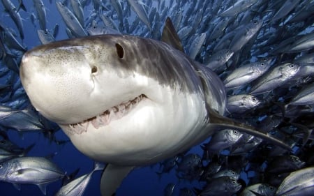 Shark - white, ocean, shark, wild, school, fish, sea