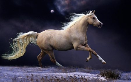 Horse - moon, fantasy, horse, wild