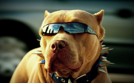 Pitbull - dog, cut, pitbull, funny