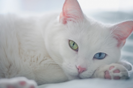 *** WHITE BEAUTIFUL CAT *** - white, cat, animals, cats, animal