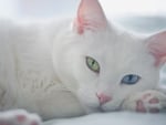 *** WHITE BEAUTIFUL CAT ***