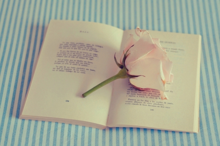 Pink Rose - book, pink, rose, abstract