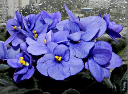 Violets - flowers, nature, plants, still life, composition, flora