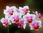 Orchid