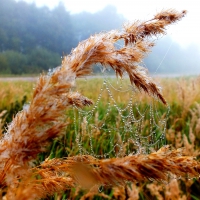 Autumn morning.