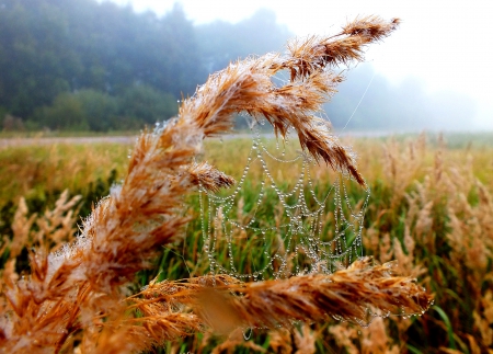 Autumn morning. - macro, nature, autumn, fields