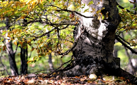 Tree - nature, leaf, tree, forest