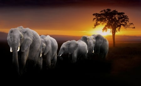 Elephants - sunset, herd, nature, africa, tree, sun