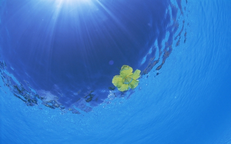 Beautiful Ocean Blue - nature, ocean, blue, beautiful, sun, water, sea, flower