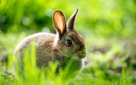 Rabbit - rabbit, animal, bunny, ear