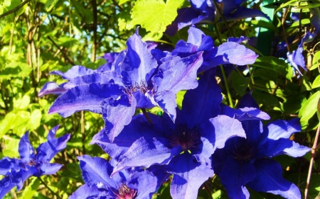 Clematis - nature, purple, summer, blue, green, clematis, flower