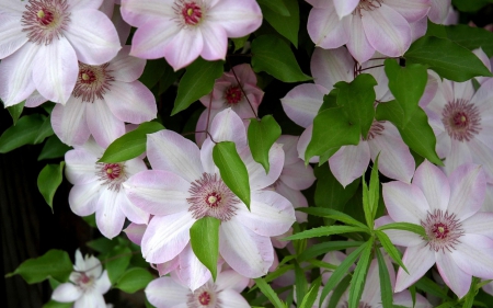 Clematis - summer, flower, pink, clematis, green