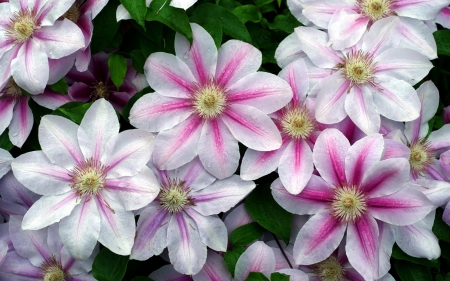 Clematis - white, summer, green, clematis, flower, pink